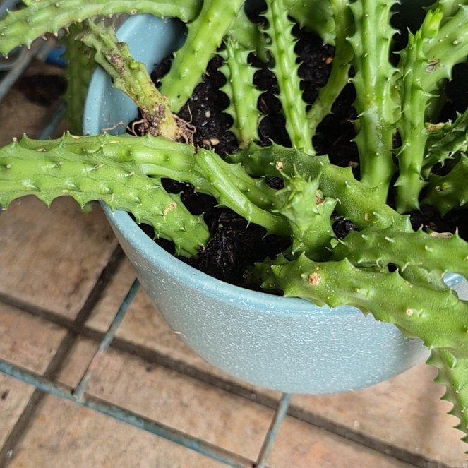 Photo of the plant species Stapelia Planiflora Jacq. by @PrinceJuniper86 named Fernie Mac on Greg, the plant care app