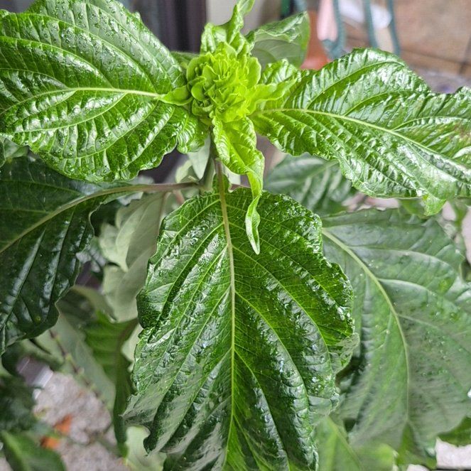 Photo of the plant species Brazilian-Plume by @PrinceJuniper86 named Mando on Greg, the plant care app