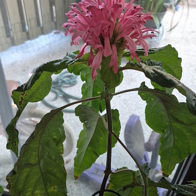 Photo of the plant species Brazilian-Plume by @PrinceJuniper86 named Foxxy on Greg, the plant care app