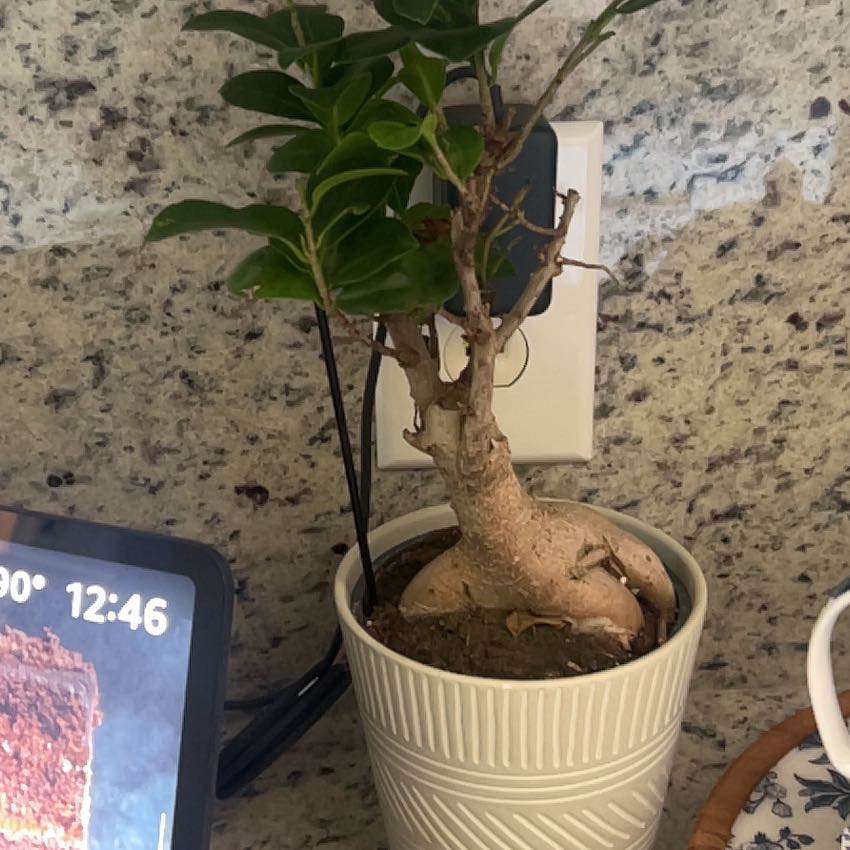 Photo of the plant species Ficus Bonsai by @TopSedge54 named Shakira on Greg, the plant care app