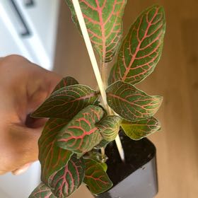 Photo of the plant species Fittonia by @TopSedge54 named Gomez on Greg, the plant care app
