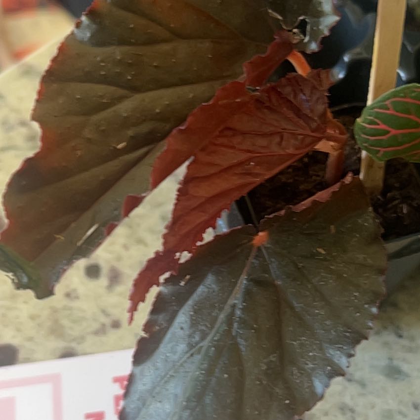 Photo of the plant species Angel Wing Begonia 'Miss Mummy' by @TopSedge54 named Gaga on Greg, the plant care app