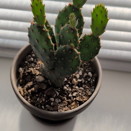 Photo of the plant species Dwarf Prickly Pear Cactus by @ProMango57 named Demi on Greg, the plant care app