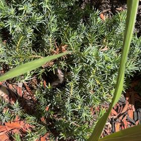 Photo of the plant species American Common Juniper by @TastyTagetes3 named Sir Plancelot on Greg, the plant care app