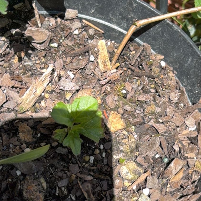 Photo of the plant species Indian Daisy by @TastyTagetes3 named Muhammad Ali on Greg, the plant care app