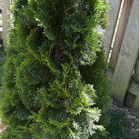 Photo of the plant species American Arborvitae by @TastyTagetes3 named Bella on Greg, the plant care app