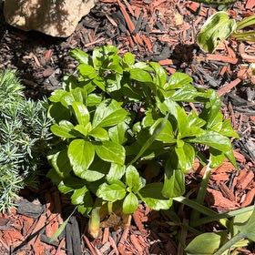 Photo of the plant species Carpet Box by @TastyTagetes3 named Einstein on Greg, the plant care app