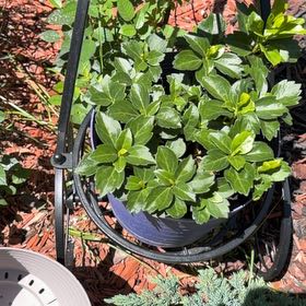 Photo of the plant species Carpet Box by @TastyTagetes3 named Demi on Greg, the plant care app