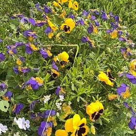 Photo of the plant species Wild Pansy by @MindfulCactus24 named Audrey on Greg, the plant care app