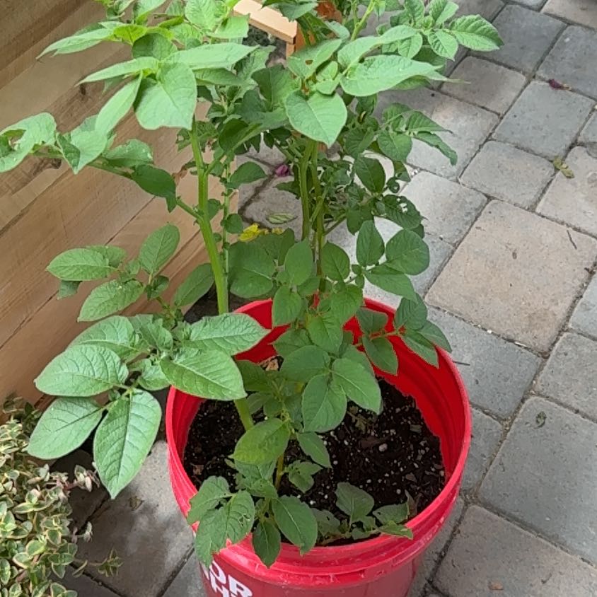 Photo of the plant species Potato by @JesterTupeia62 named Navajo on Greg, the plant care app
