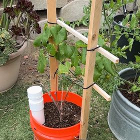 Photo of the plant species Grapes by @JesterTupeia62 named Cleopatra on Greg, the plant care app