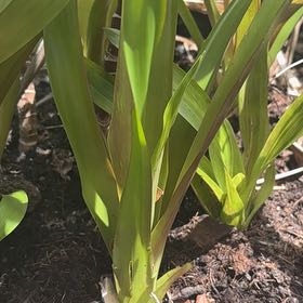 Photo of the plant species Bromeliad by @NiftyBeebalm26 named Prince on Greg, the plant care app