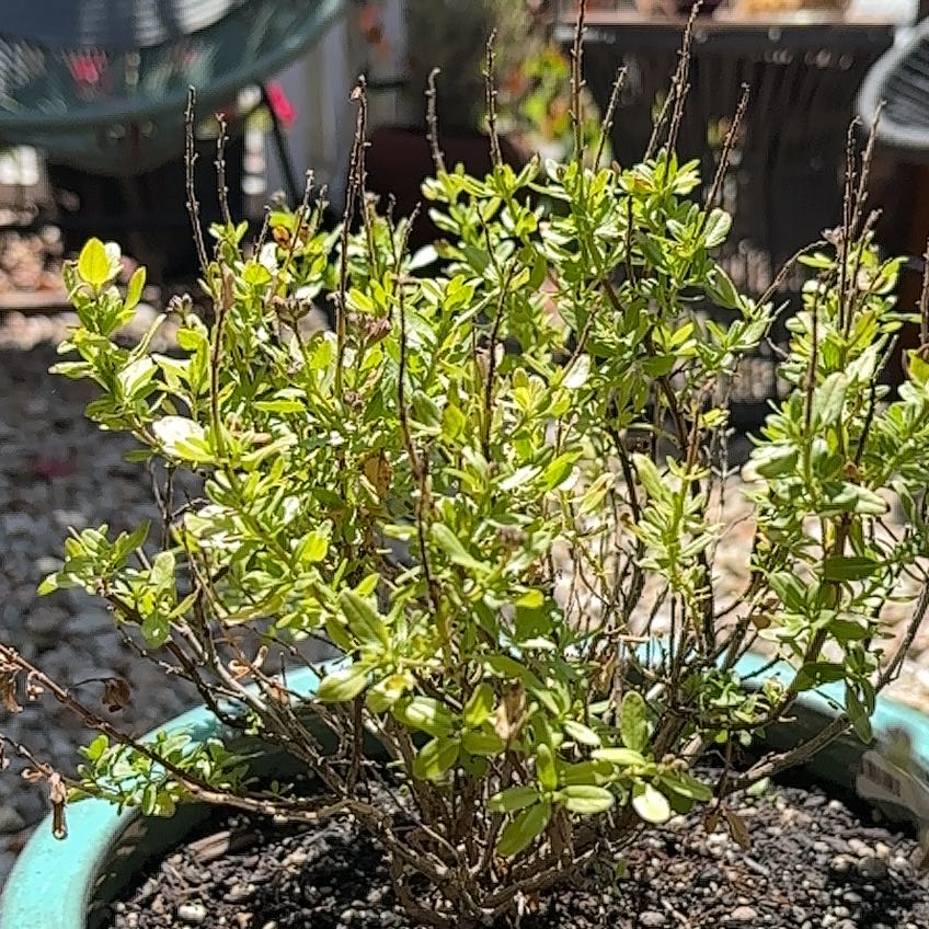 Photo of the plant species Autumn Sage by @LegitCacto31 named Forrest on Greg, the plant care app