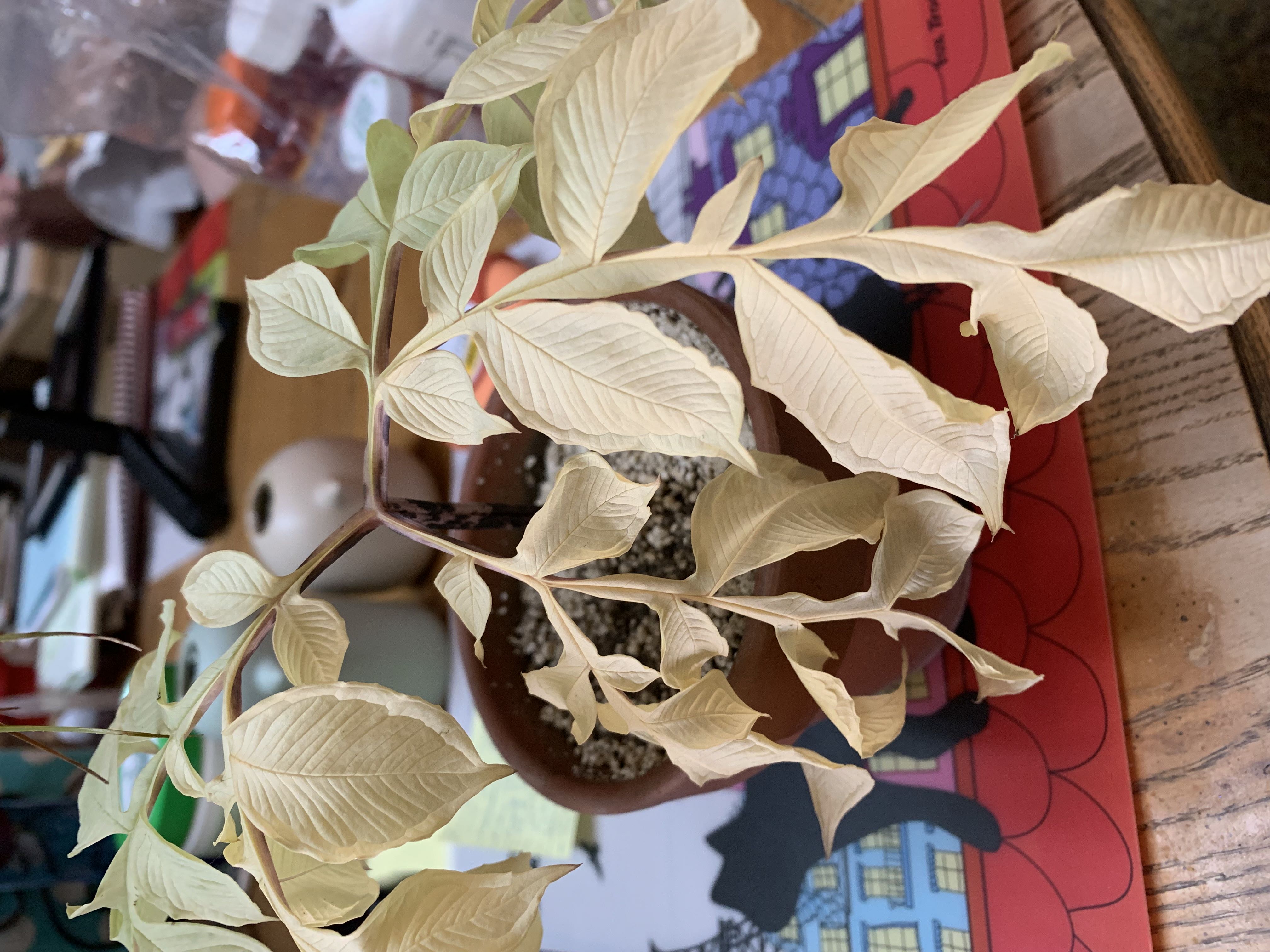 Photo from the post