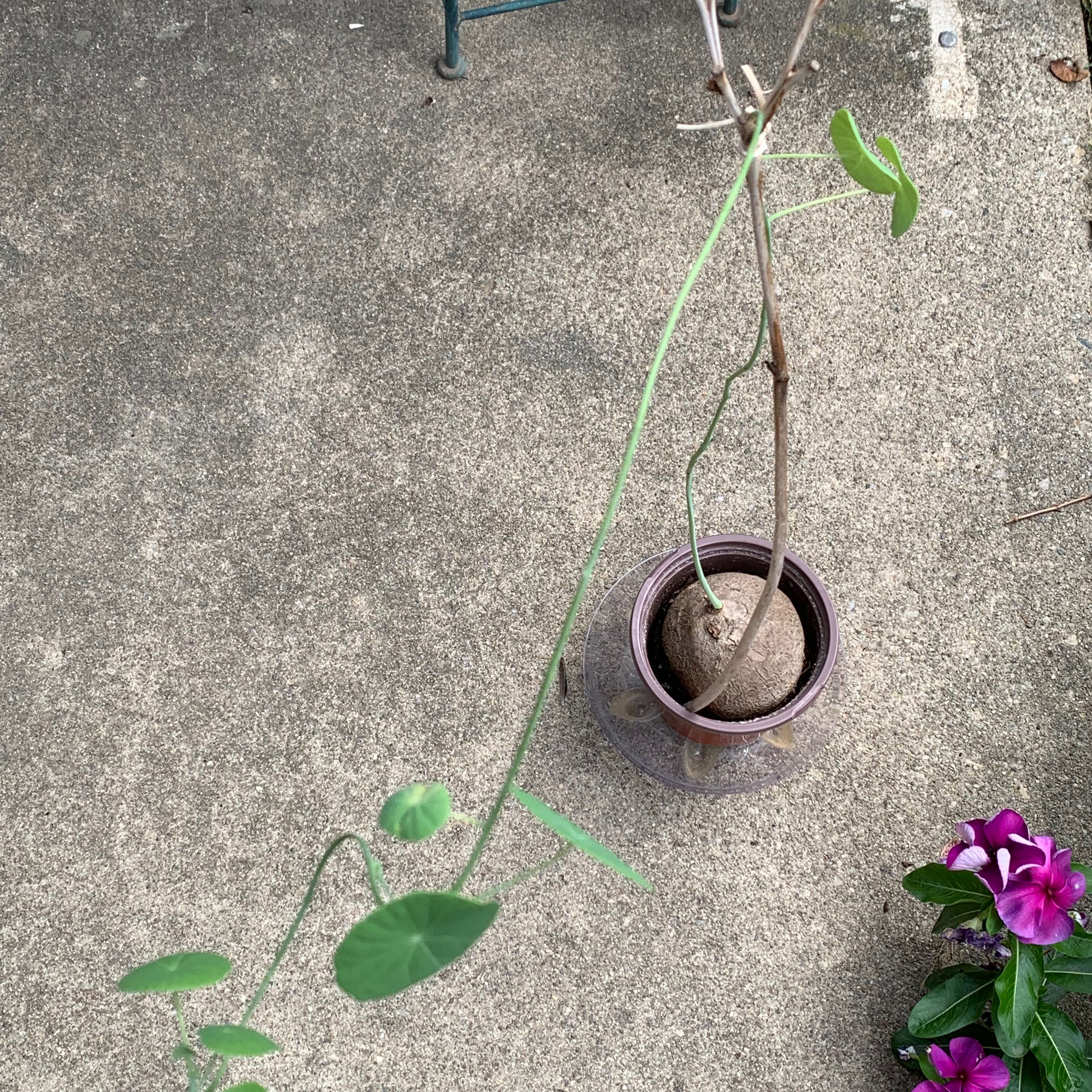 Potted Stephania erecta plant with long stem and green leaves, soil visible.
