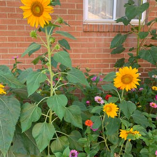 Common Sunflower plant in Dayton, Ohio