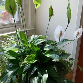 Peace Lily plant in Dayton, Ohio