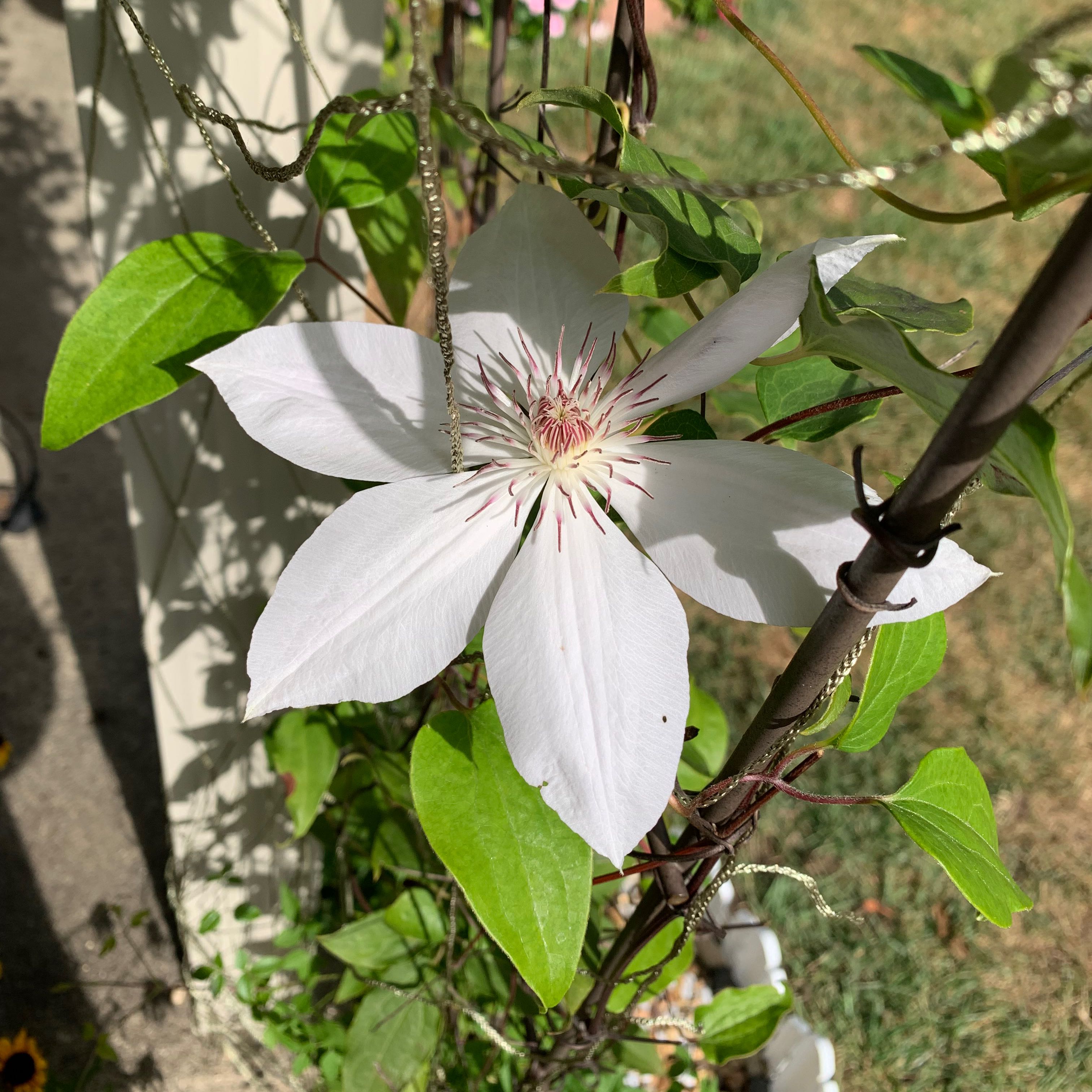Italian Leather Flower with a prominent white flower and green leaves.