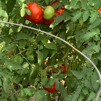 Tomato Plant plant in Dayton, Ohio