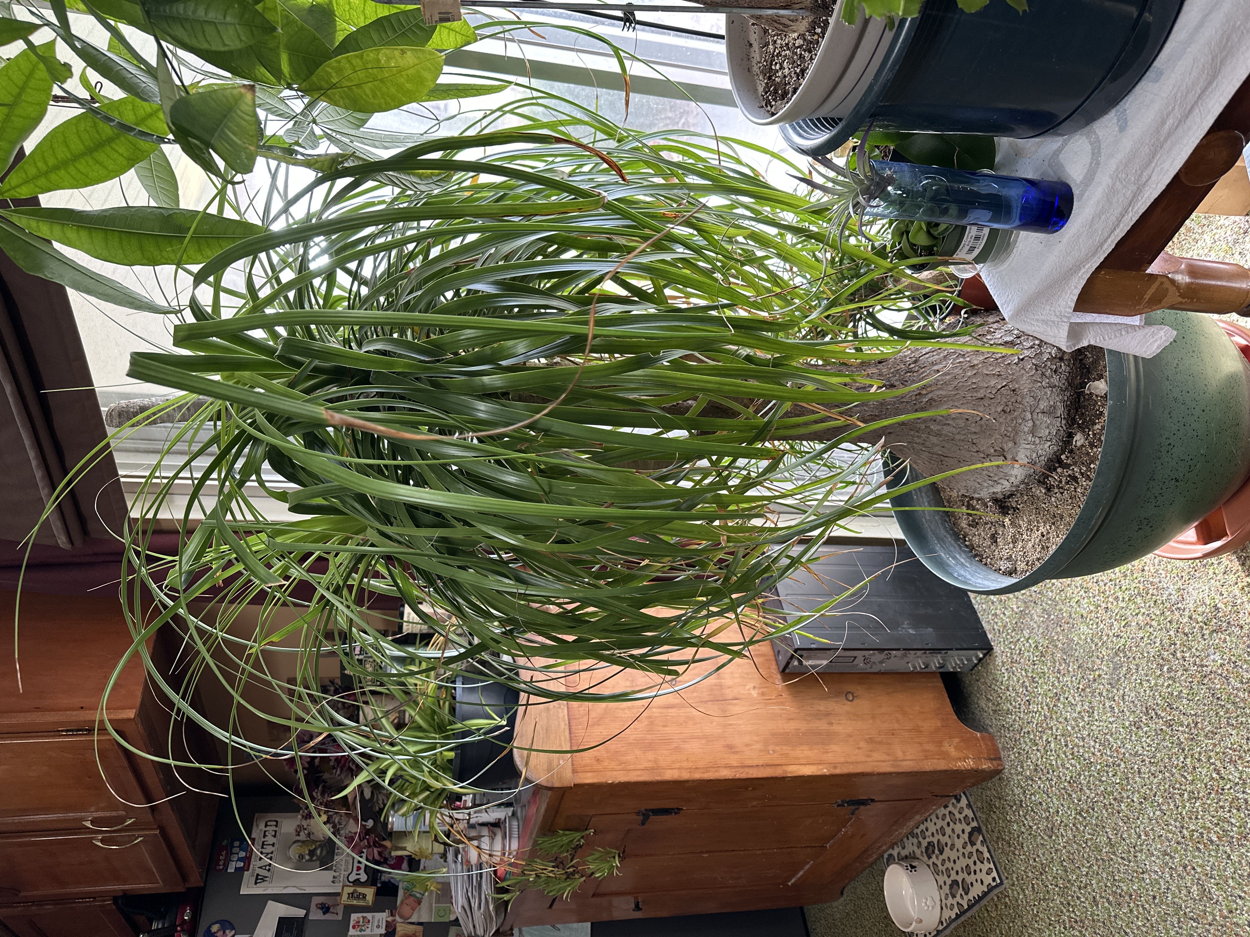 Photo from the post
