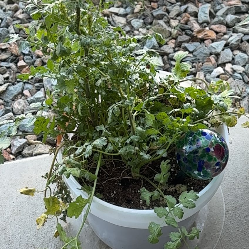 Photo of the plant species Cilantro 'Filtro' by @WeightyPomelo79 named Figyonce on Greg, the plant care app