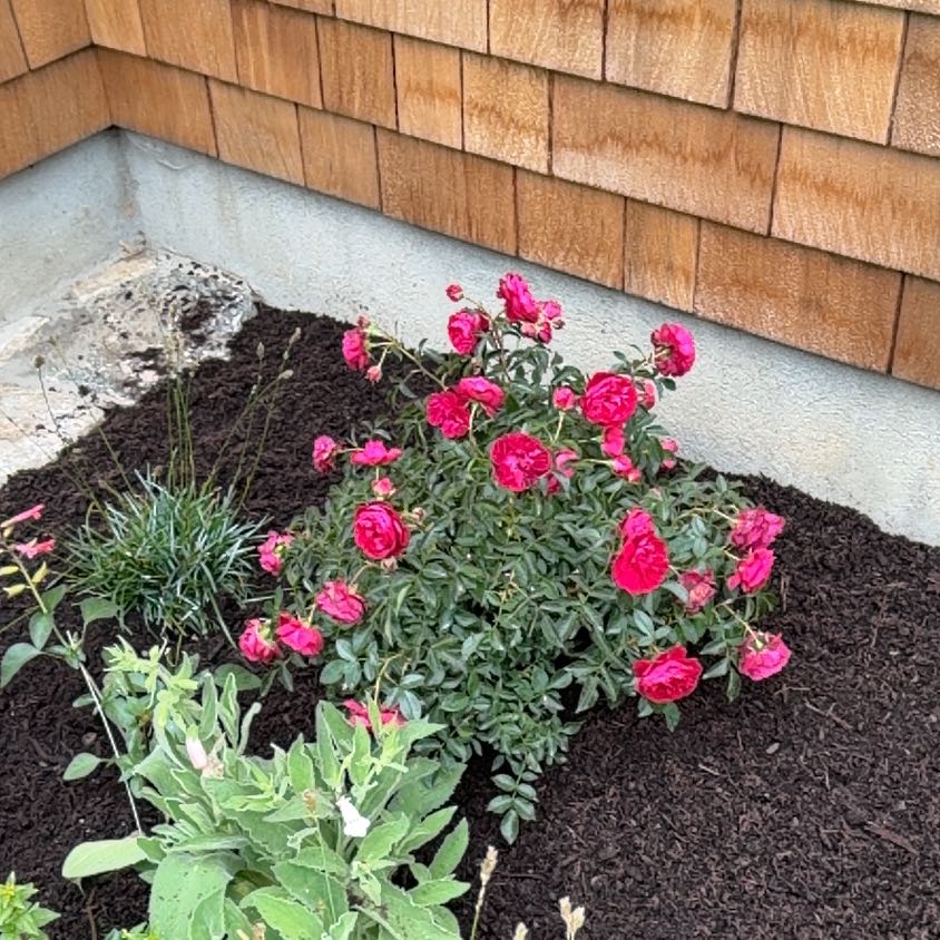 Photo of the plant species True Love Rose by @SageBagpod28 named Athena on Greg, the plant care app