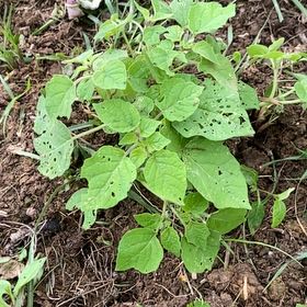 Photo of the plant species Cape Gooseberry by @WiseFreesia13 named Duke on Greg, the plant care app