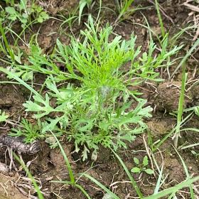 Photo of the plant species Chrysanthemum by @WiseFreesia13 named Mollie on Greg, the plant care app