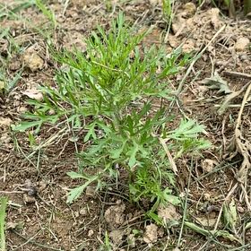 Photo of the plant species Chrysanthemum by @WiseFreesia13 named Stella on Greg, the plant care app