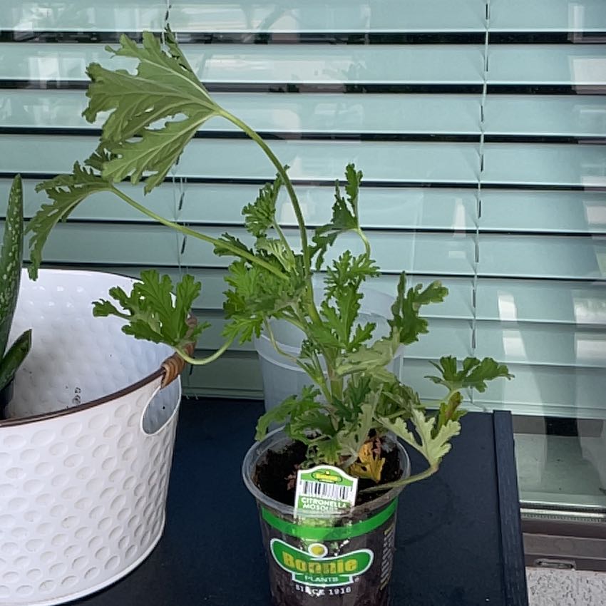 Photo of the plant species Citronella (anti-mosquito plant) by @DefiantAnacua94 named Winston on Greg, the plant care app