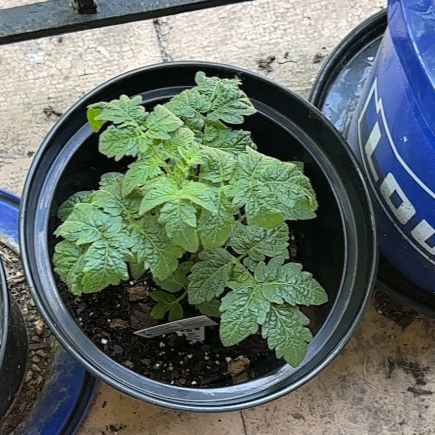 Photo of the plant species Potato by @GumptiousPansy9 named Hemingway on Greg, the plant care app