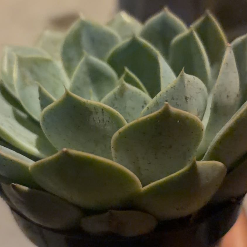Photo of the plant species Echeveria 'Grande Cinza' by @DoyenneGollum20 named Mando on Greg, the plant care app