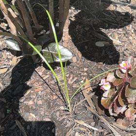 Photo of the plant species Tampa Butterfly Orchid by @DeanPuka30 named Leaf Erickson on Greg, the plant care app