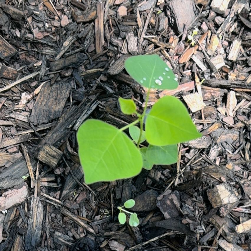 Photo of the plant species Chinese Tallow by @DeanPuka30 named Rosa on Greg, the plant care app
