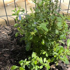 Photo of the plant species Blue Plumbago by @DeanPuka30 named Spike Leaves on Greg, the plant care app