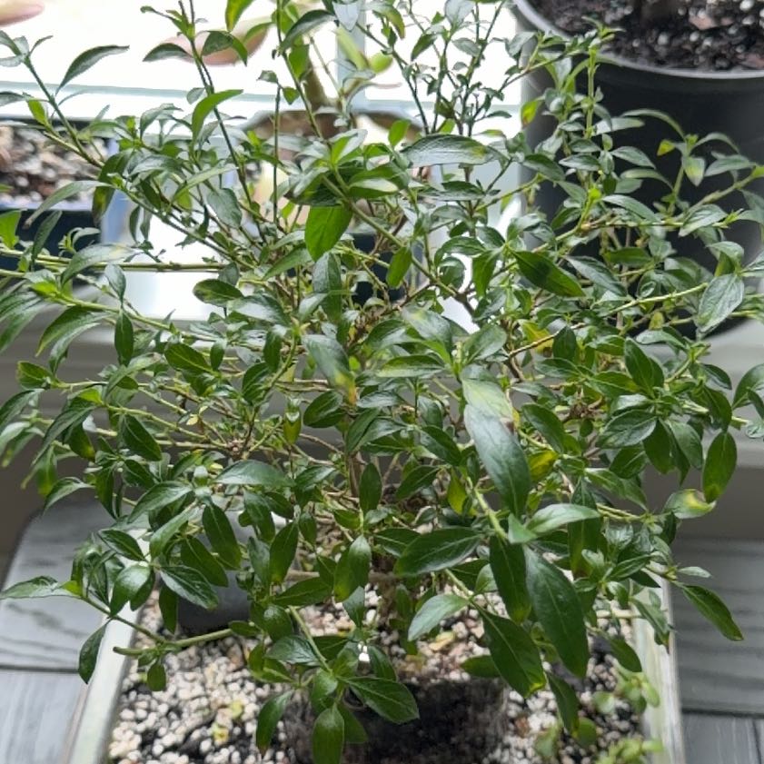 Photo of the plant species Common Periwinkle by @ProCowpea7 named Rainier on Greg, the plant care app