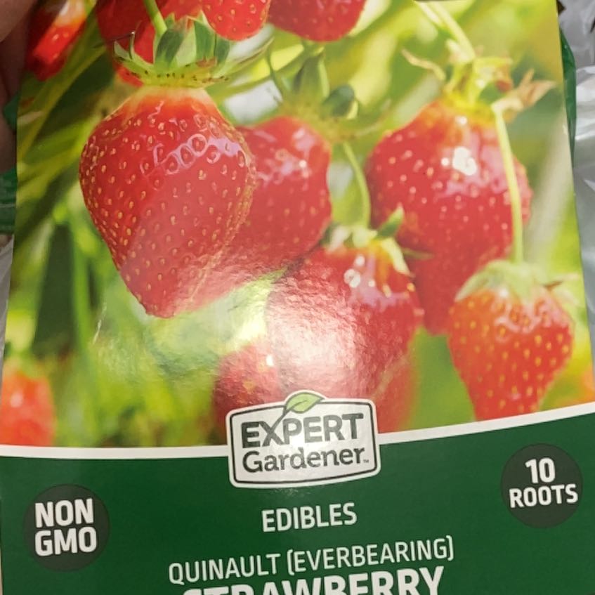 Photo of the plant species Garden Strawberry by @ChampCapeivy74 named Winston on Greg, the plant care app