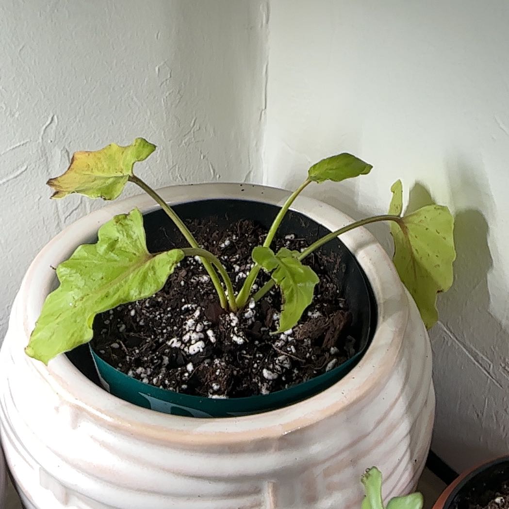 Photo of the plant species Variegated Philodendron Xanadu by @HeroCurlyslim45 named Xanny on Greg, the plant care app