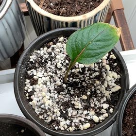 Photo of the plant species Party Time Alternanthera by @HeroCurlyslim45 named Pinkie on Greg, the plant care app