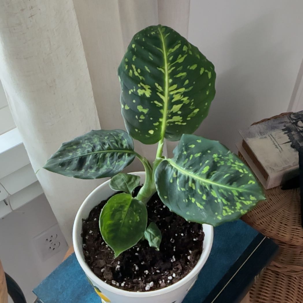 Photo of the plant species Dumb Cane 'Reflector' by @HeroCurlyslim45 named Peter Parker on Greg, the plant care app
