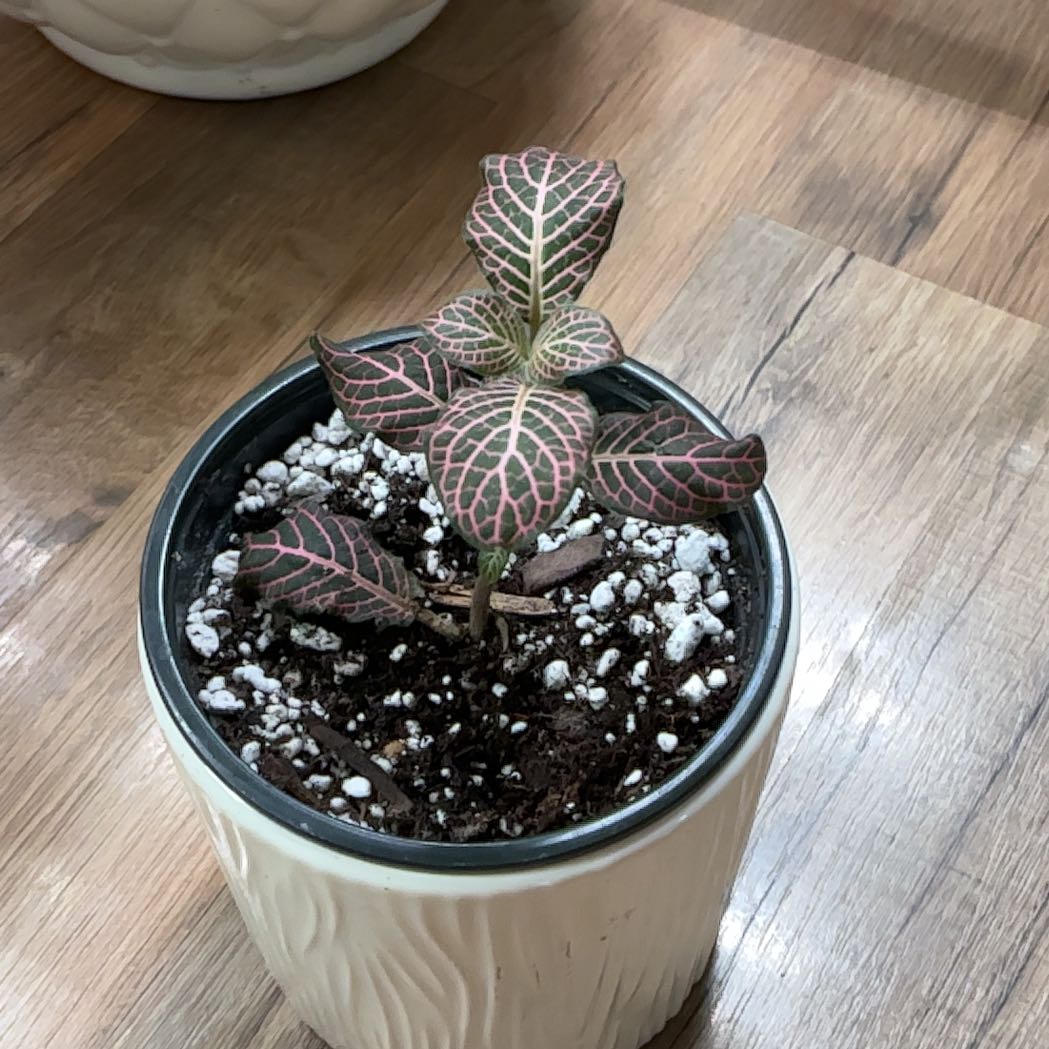 Photo of the plant species Pink Nerve Plant by @HeroCurlyslim45 named Zion on Greg, the plant care app