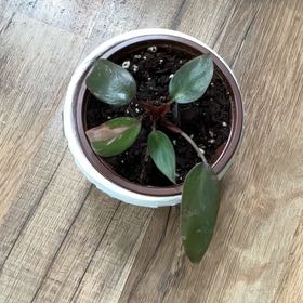 Photo of the plant species Philodendron Burgundy Princess by @HeroCurlyslim45 named Xena on Greg, the plant care app