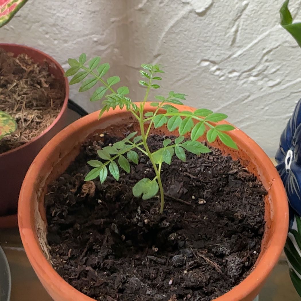 Photo of the plant species Bonsai Blue Jacaranda by @HeroCurlyslim45 named Homer on Greg, the plant care app