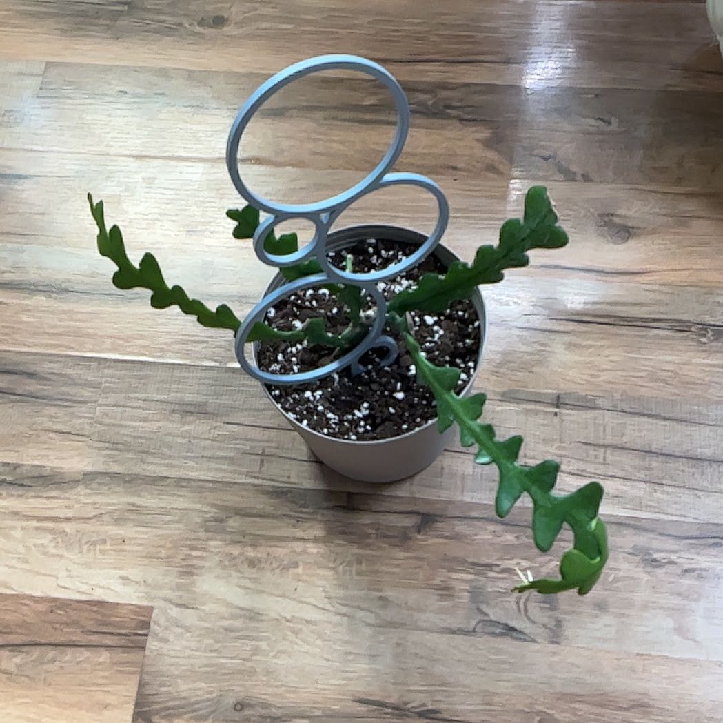 Photo of the plant species Ric Rac Cactus by @HeroCurlyslim45 named Beyonce on Greg, the plant care app