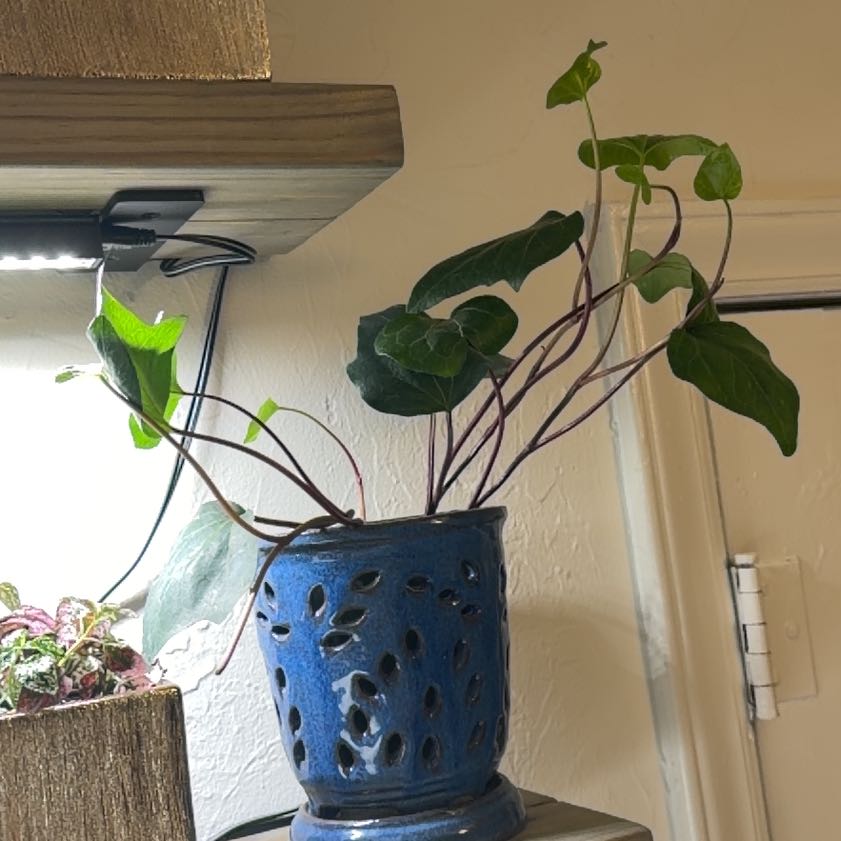 Photo of the plant species Algerian Ivy by @HeroCurlyslim45 named Eva on Greg, the plant care app