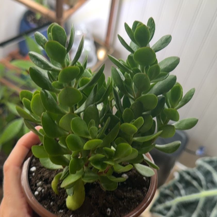 Photo of the plant species Red Carpet Crassula by @HeroCurlyslim45 named Red carpet on Greg, the plant care app