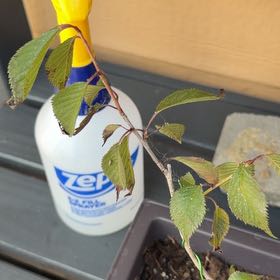 Photo of the plant species Okame cherry tree by @SirSeastock53 named Michelle Branch on Greg, the plant care app