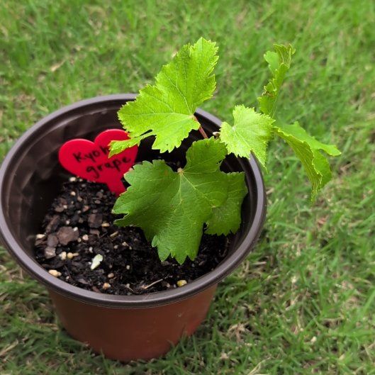 Photo of the plant species Kyoho Grape by @ConnectedQuince named Kyoho grape on Greg, the plant care app