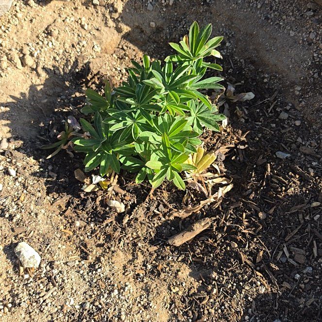 Photo of the plant species Wild Perennial Lupine by @LeadJonquil72 named Achilles on Greg, the plant care app