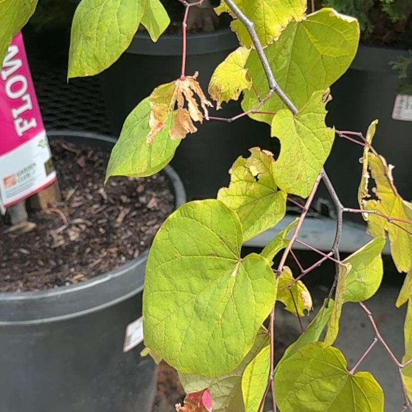 Photo of the plant species Eastern Redbud by @BlamelessBlue35 named Luna on Greg, the plant care app